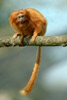 Golden lion tamarin