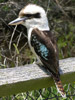 Laughing kookaburra