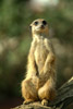 Meerkat