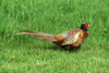 Common Pheasant