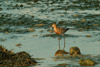 Black-tailed godwit