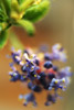 Ceanothus