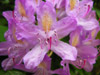 Rhododendron