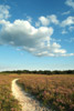 Heather path